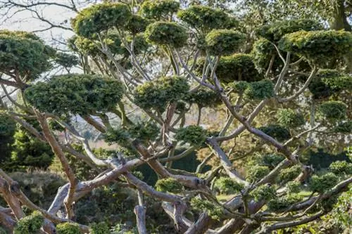 Taxus baccata 'Repandens' врезанный в облака.