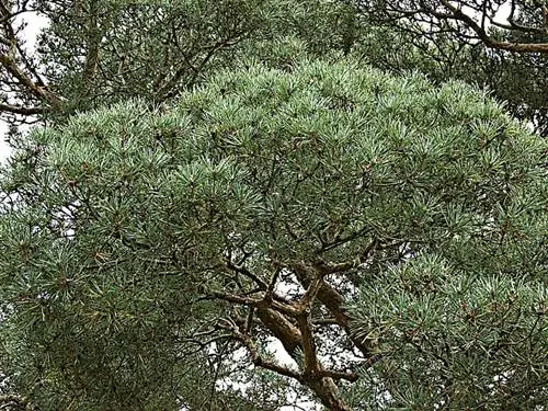 Сосна обыкновенная (Pinus sylvestris): лист выращивания