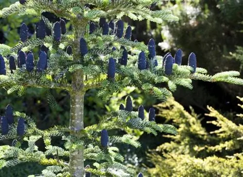 Пихта корейская - Abies koreana 'Piccolo'