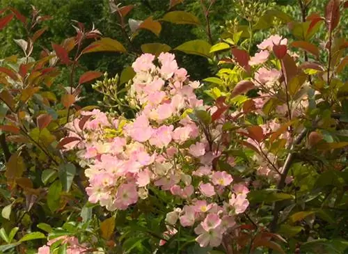 Mela Rosa, питомник розовых кустов и фруктовых деревьев