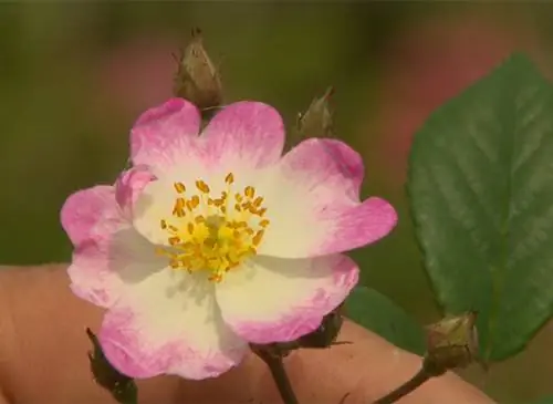 Сорта старых и современных роз