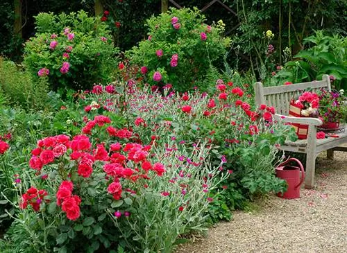 Советы по обрезке кустов роз и обеспечению обильного цветения