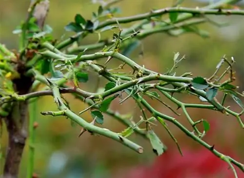 Посадите куст плакучей розы