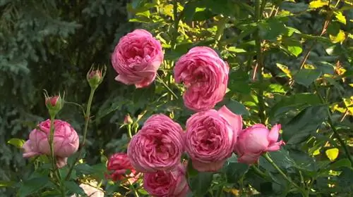 Куст роз с чарующим ароматом