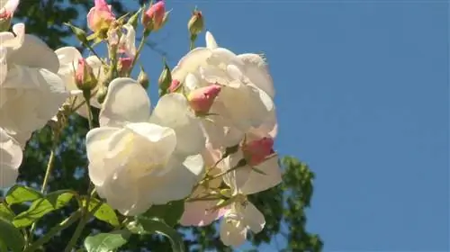 Современный куст вьющейся розы с очарованием старины