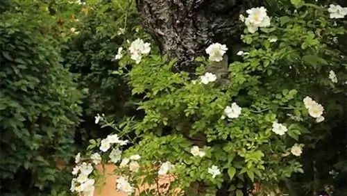 Использование плетистых роз в саду