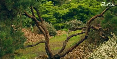 Среднерослые хвойные растения