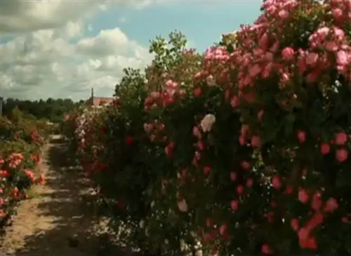 Этапы создания розы