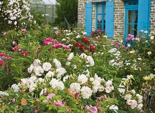 Установите кусты роз в саду