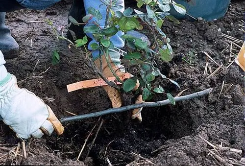 Тщательно продумайте расположение розового куста