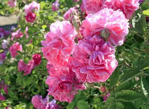 Старые розы: разные сорта