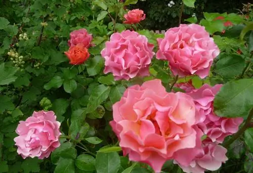 Куст роз Жана Кокто, роза поэта