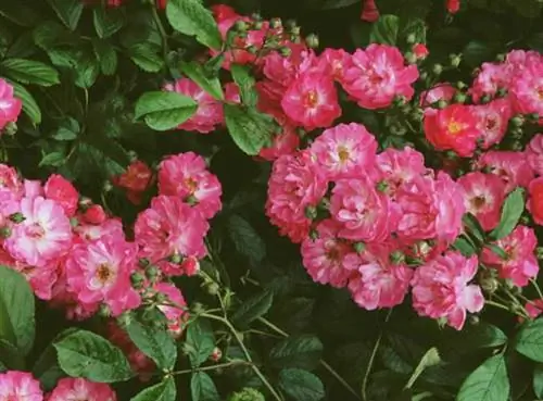 Роза 'Coeur Fierouche'