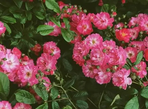 Как вырастить розу Coeur Farouche: сорта, применение