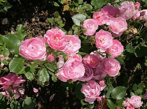 Роза 'Милроуз'