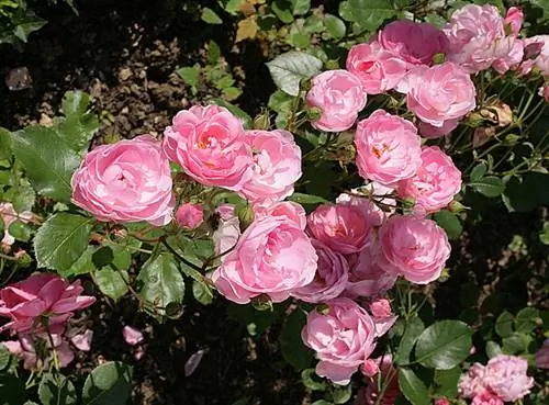 Кустовая роза 'Милроуз