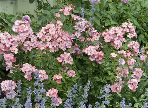 Кустовая роза 'Torcherose' - Roseraie Andre Eve