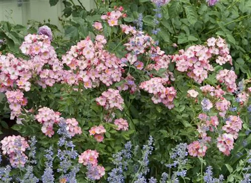 Кустовая роза 'Torche Rose