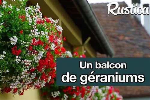 Установите на балконе прямую и свисающую герань