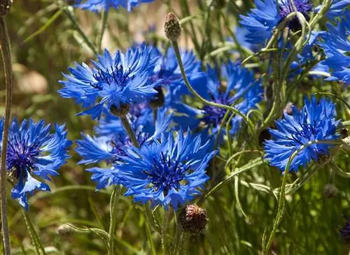 Листовая культура: василек (Centaurea cyanus)