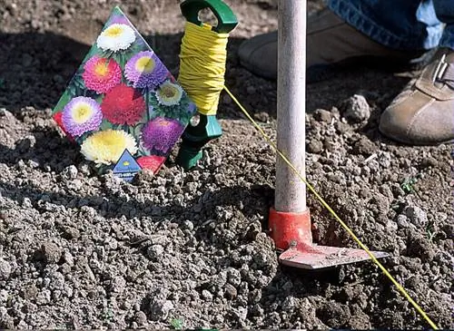 Саженцы королевской ромашки