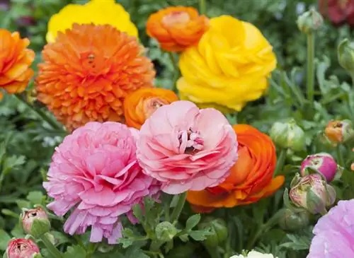 Посадка лютика цветоводов (Ranunculus asiaticus)