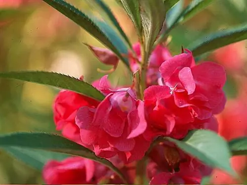Impatiens balsamina 'цветущий куст' Impatiens balsamina 'цветущий куст'