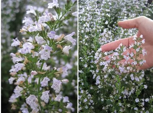 Как вырастить Каламенту (Calamintha nepeta ssp. Glandulosa)