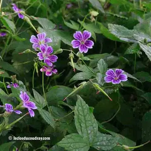 Geranium nodosum 'Clos du Coudray', герань, которая никогда не подводит.