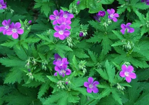 Герань 'Birch Lilac