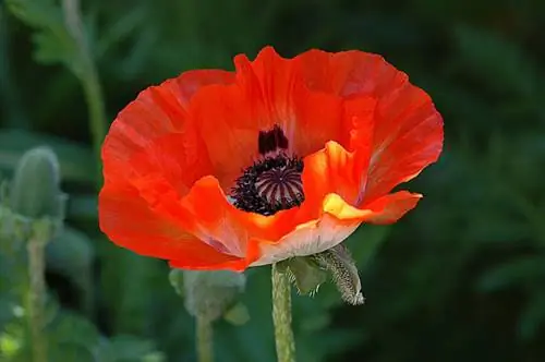 Мак восточный 'Пикоти' (Papaver Orientale 'Picotee')