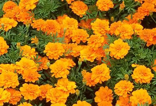 Лист выращивания: гвоздика и индийская роза (Tagetes)