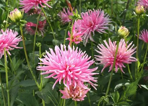 Георгин ‘Парковая принцесса’