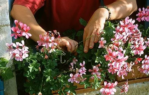 Уход за плющелистной геранью Уход за плющелистной геранью