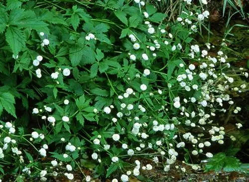 Лютик аконитнолистный (Ranunculus aconitifolius)