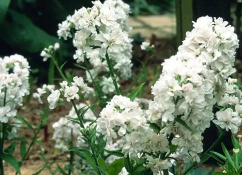 Жюльен женский 'Альба Плена' (Hesperis matronalis 'Alba Plena')