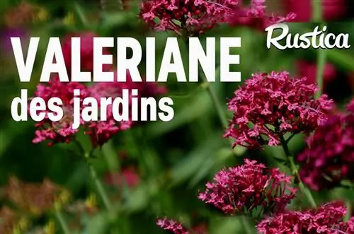 Выращивание валерианы садовой (Centhrathus Ruber)