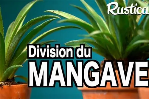 Как легко разделить мангаву в горшке?