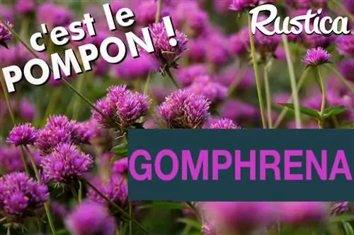 Выращивание гомфрены 'Truffula Pink' в саду