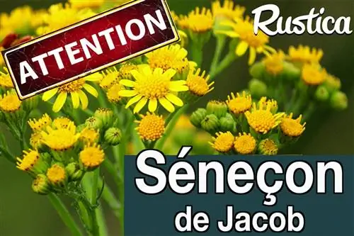 Ядовитое растение, трава гребешка или крестовник Якова