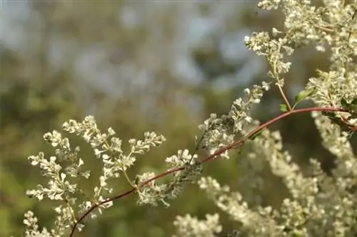 Спорыш лазящий: Fallopia auberti или Polygonum