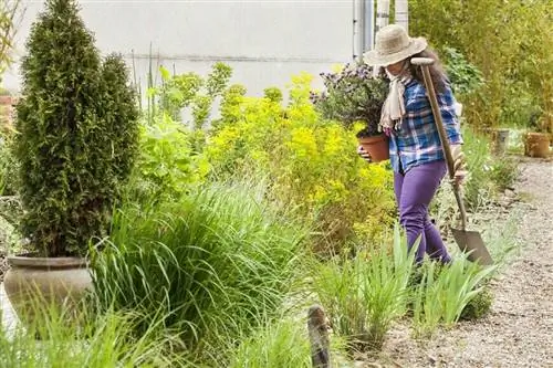 Посадка лаванды-бабочки в сухом саду.