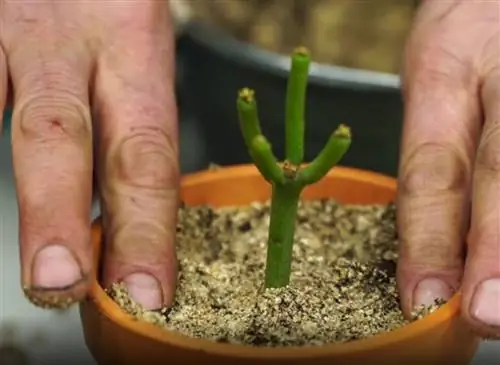 Черенки молочай карандашный, молочай тирукалли