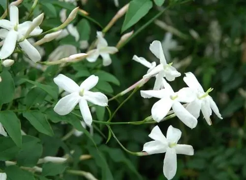 Как вырастить розовый зимний жасмин: советы