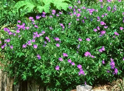 Герань многолетняя Орион адаптирована к глинистым почвам.