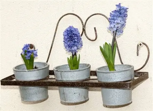 Выгонка луковиц гиацинтов для зимнего цветения