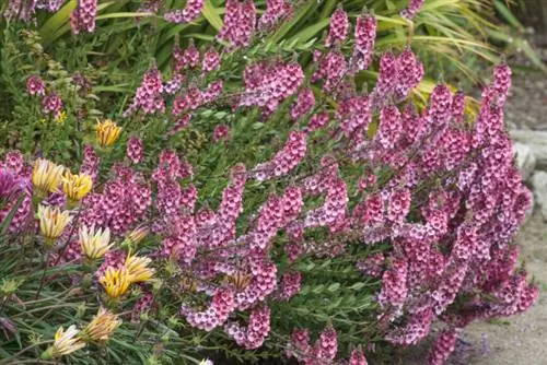 Diascia rigescens в саду Роскова