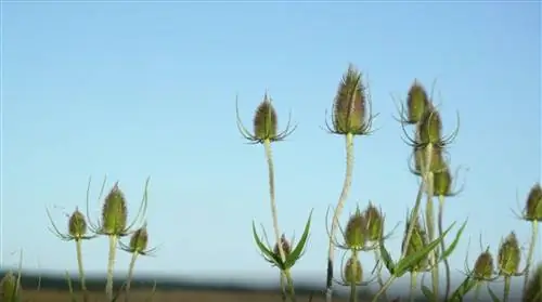 Дикая ворсинка, водопой для садовых птиц