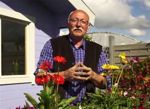 Успешно вырастить многолетнюю герберу в кашпо или горшке