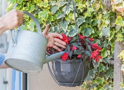 Бегония из Боливии: яркие цветочные горшки и подвесные светильники